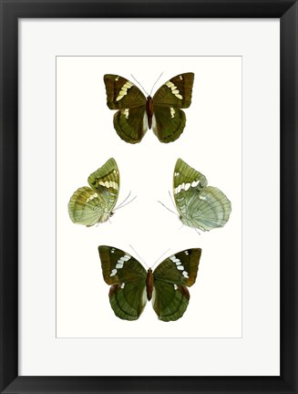 Framed Butterfly Specimen V Print