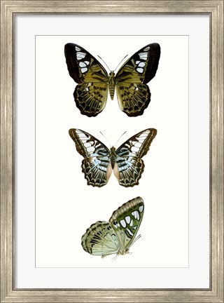 Framed Butterfly Specimen VI Print