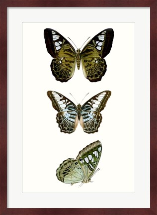 Framed Butterfly Specimen VI Print