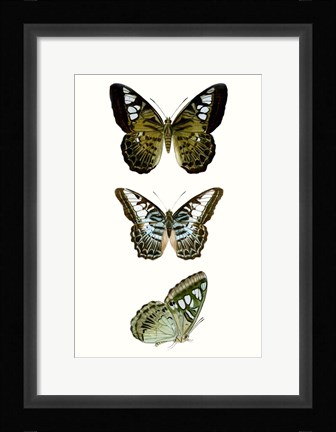 Framed Butterfly Specimen VI Print