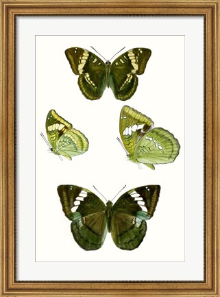 Framed Butterfly Specimen VII Print