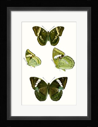 Framed Butterfly Specimen VII Print