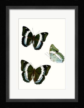 Framed Butterfly Specimen VIII Print