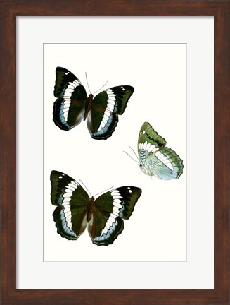Framed Butterfly Specimen VIII Print