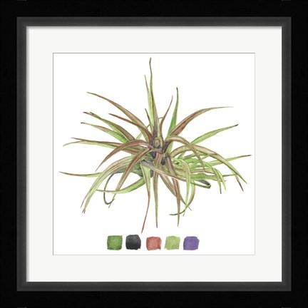 Framed Air Plant Study II Print