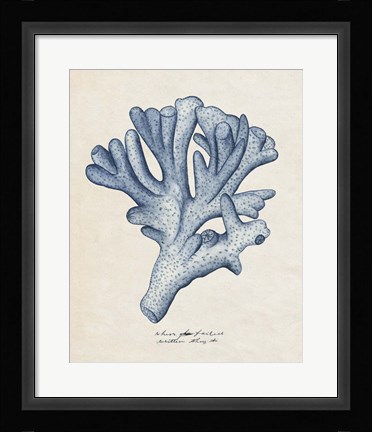 Framed Sea Coral Study I Print