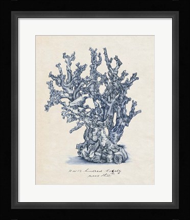 Framed Sea Coral Study IV Print