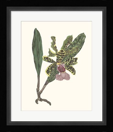 Framed Orchid Display II Print