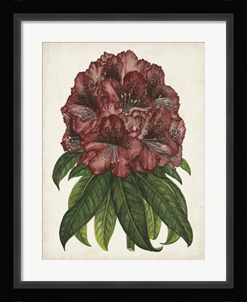 Framed Rhododendron Study I Print