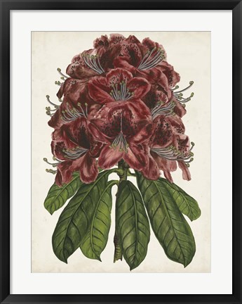 Framed Rhododendron Study II Print