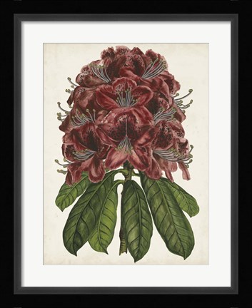 Framed Rhododendron Study II Print