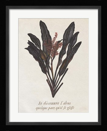 Framed Seaweed Study I Print