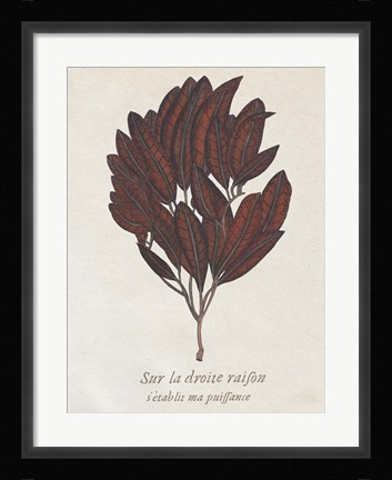 Framed Seaweed Study II Print