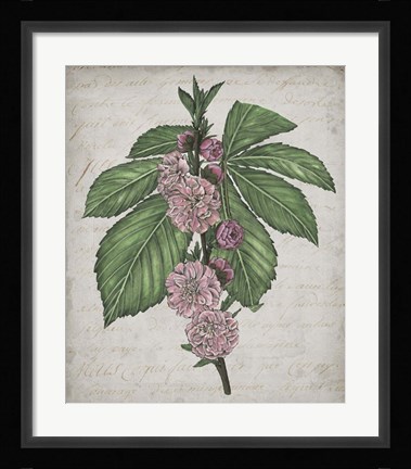 Framed Floral Memory II Print