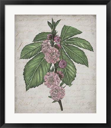 Framed Floral Memory II Print