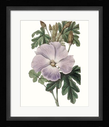 Framed Lavender Beauties I Print