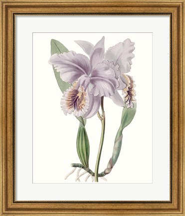 Framed Lavender Beauties II Print