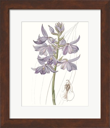 Framed Lavender Beauties III Print
