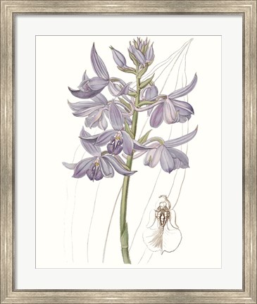 Framed Lavender Beauties III Print