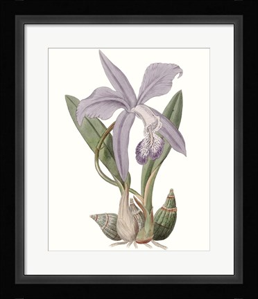 Framed Lavender Beauties IV Print