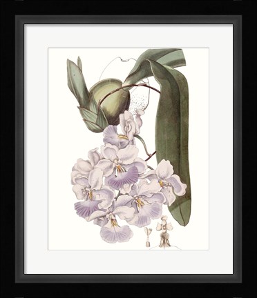 Framed Lavender Beauties V Print
