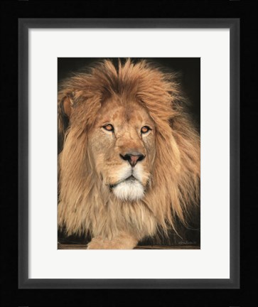 Framed King of the Jungle Print