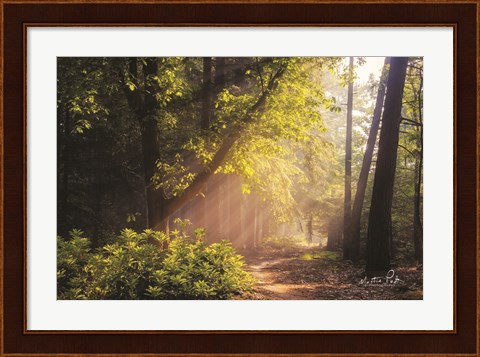 Framed Sunny Trail Print