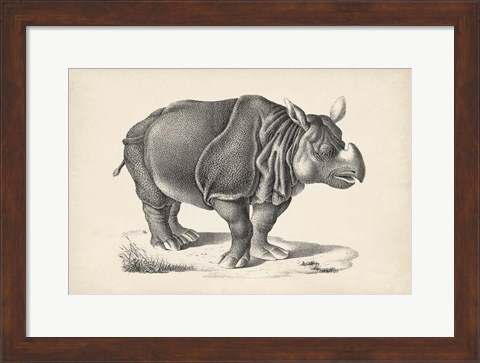 Framed Rhinoceros Print