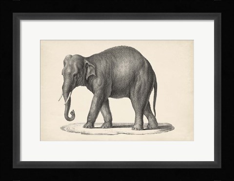 Framed Elephant Print