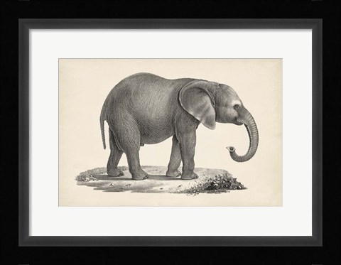 Framed Young Elephant Print