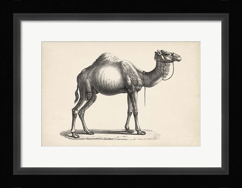 Framed Dromedary Print