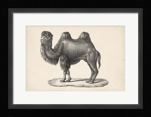 Framed Camel Print