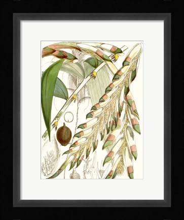 Framed Tropical Variety I Print