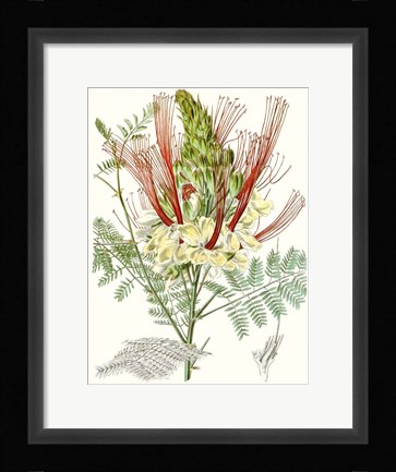 Framed Tropical Variety II Print