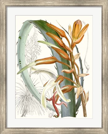 Framed Tropical Variety III Print