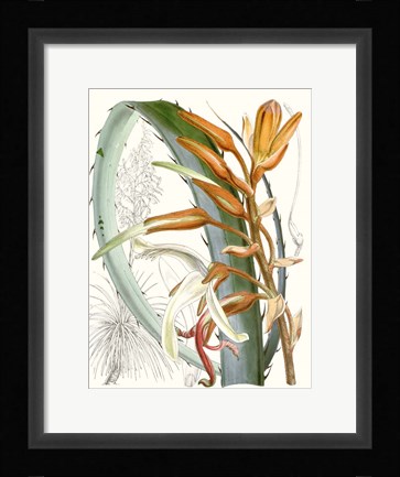 Framed Tropical Variety III Print