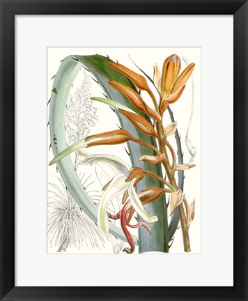 Framed Tropical Variety III Print