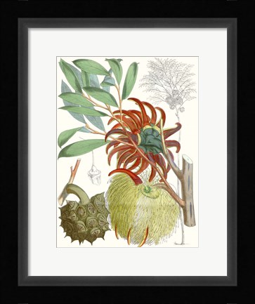 Framed Tropical Variety IV Print