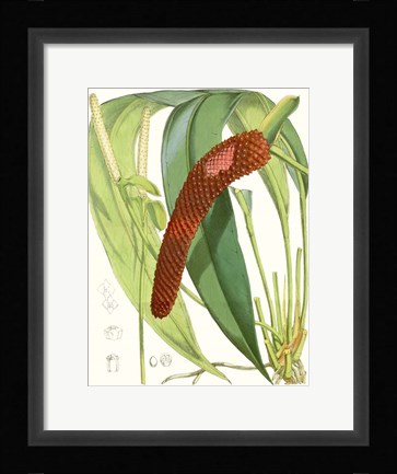 Framed Tropical Variety V Print