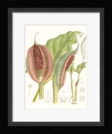 Framed Tropical Variety VI Print