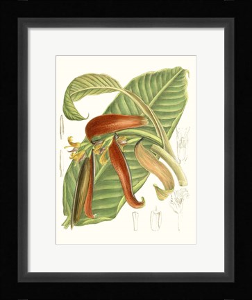 Framed Tropical Variety VIII Print