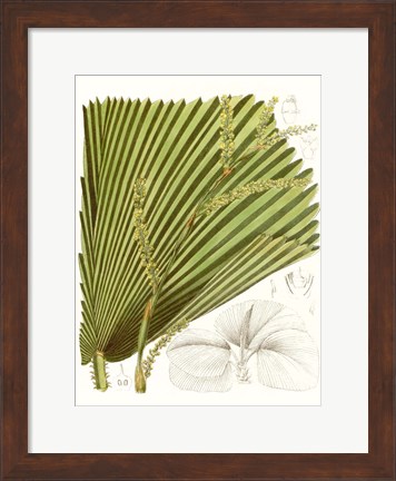 Framed Palm Melange I Print