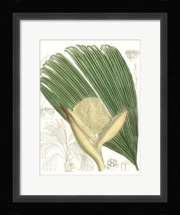 Framed Palm Melange II Print