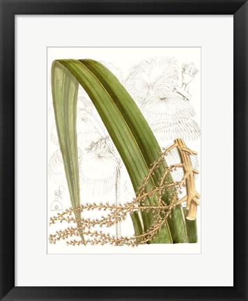 Framed Palm Melange VIII Print