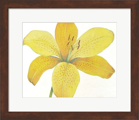 Framed Citron Tiger Lily II Print