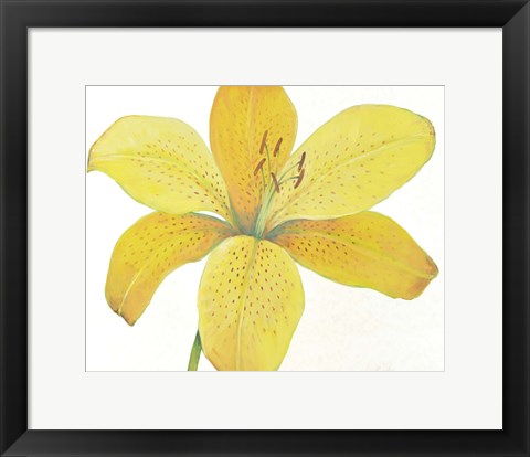 Framed Citron Tiger Lily II Print