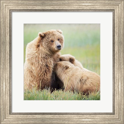 Framed Bear Life II Print