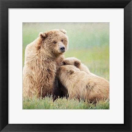 Framed Bear Life II Print