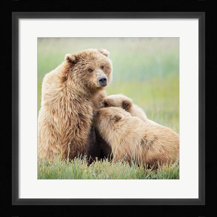 Framed Bear Life II Print