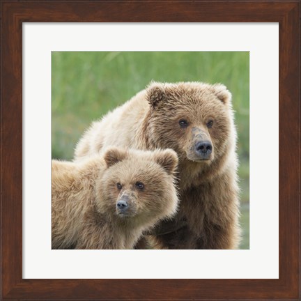 Framed Bear Life III Print